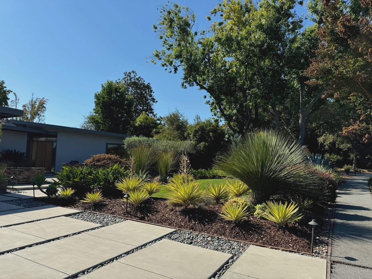 A mid-century front garden rebuilt in large-format pavers with pebble joints, drought-tolerant planting and bronze path lights.