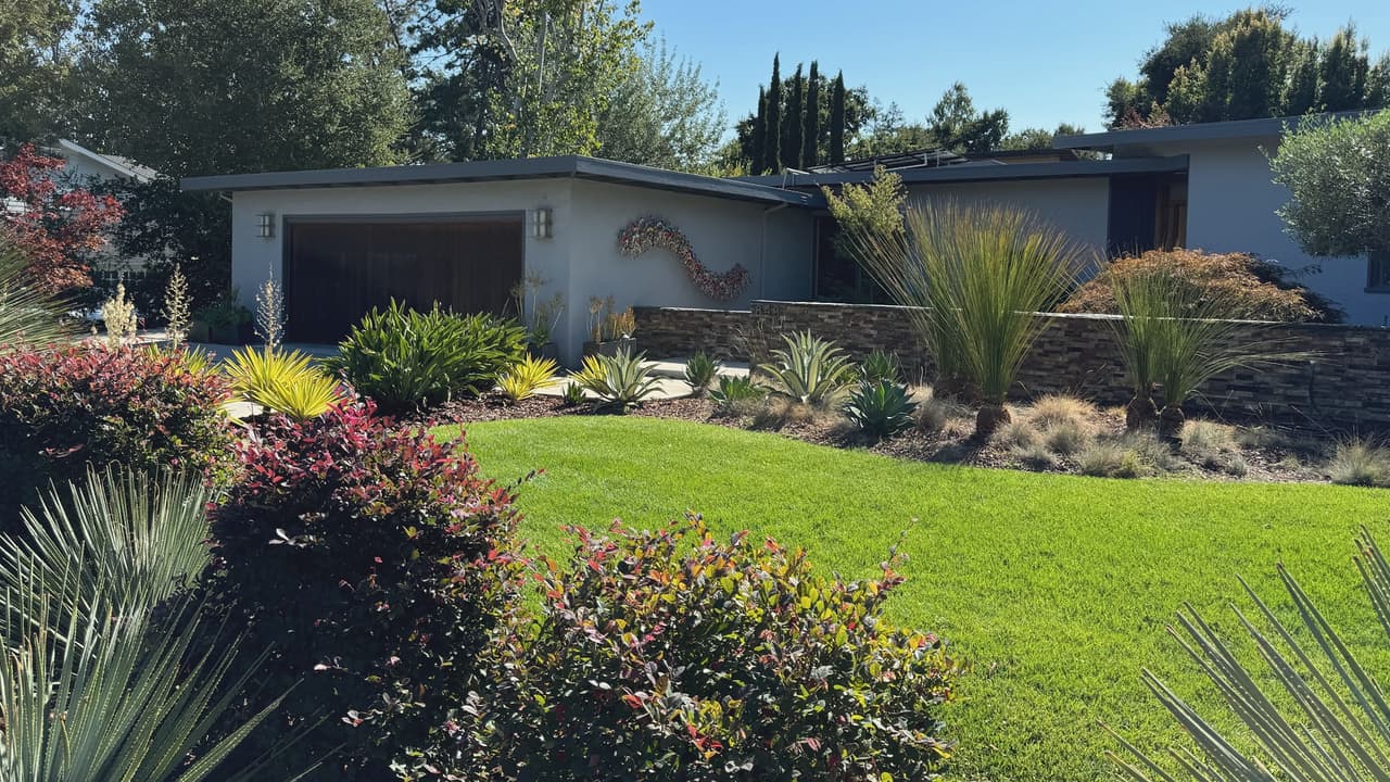 A single-storey mid-century house behind a finished front garden of lawn, grasses and drought-tolerant planting.