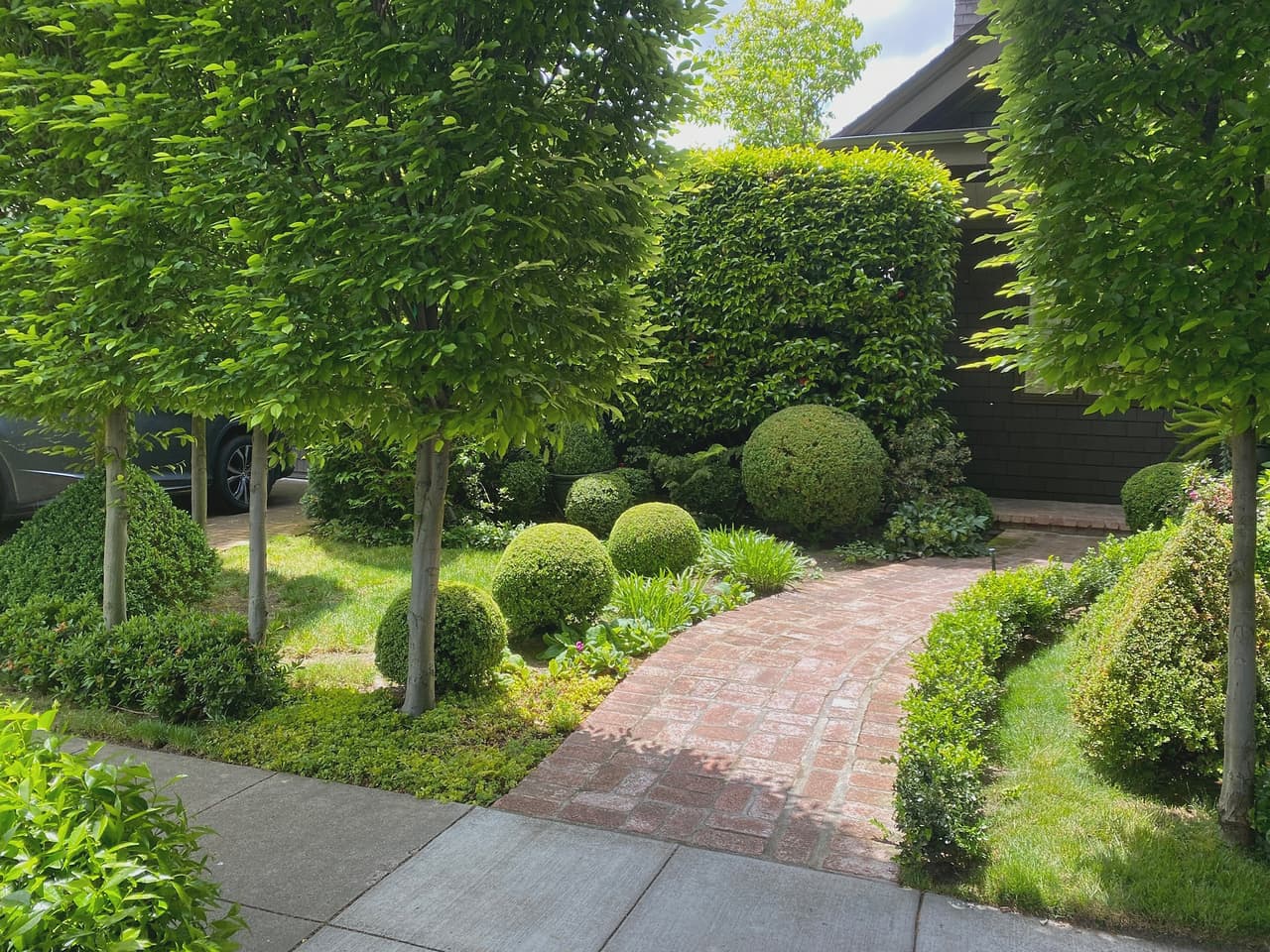Pleached trees over clipped boxwood balls beside a brick path, all held to a consistent line.